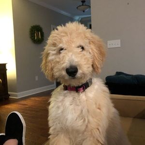 Meet your Posher, Gina